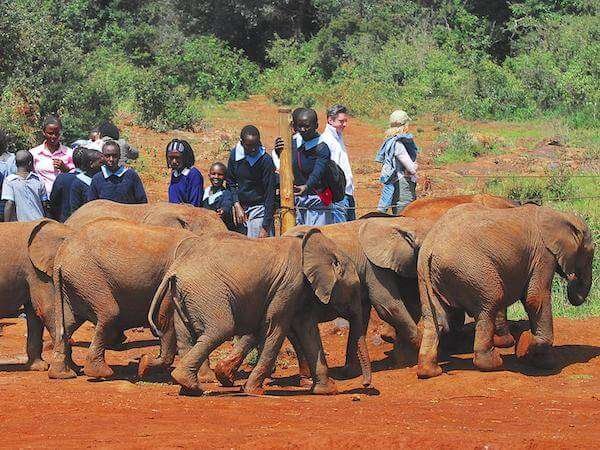 baby elephants