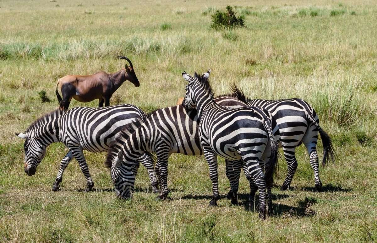 Kenya 19786 scaled