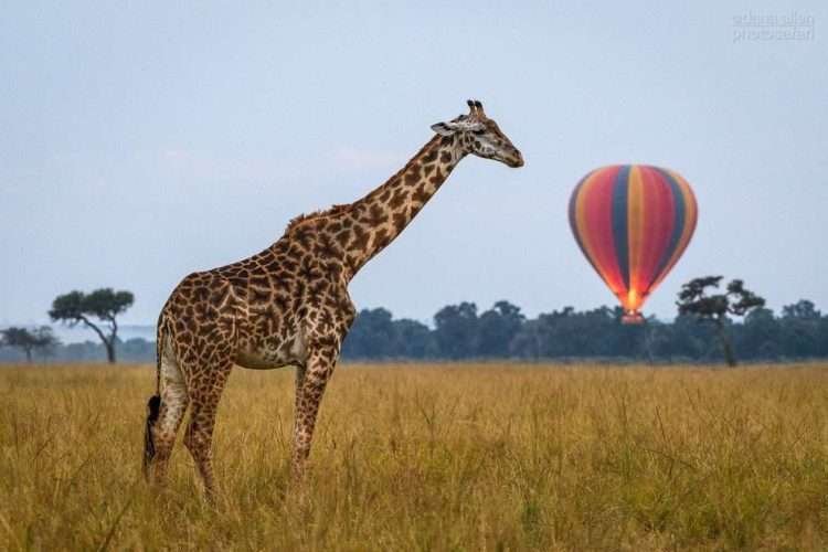 Masai Mara Hot Air Balloon Safari Aether safari collection photo credits Governors collection8