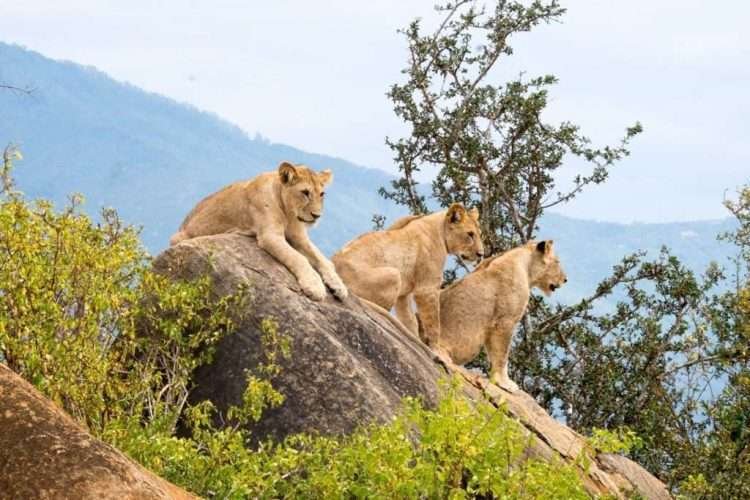 Tsavo East National Park