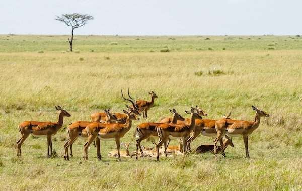 keyna road safari 02