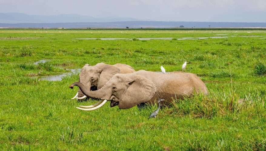 Amboseli National Park Kenya 92 scaled