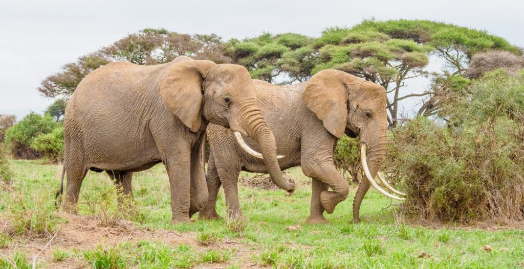 Amboseli National Park Kenya safaris 106 scaled