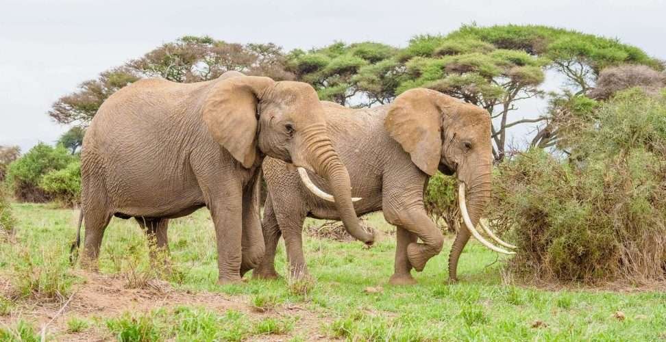 Amboseli National Park Kenya safaris 106 scaled