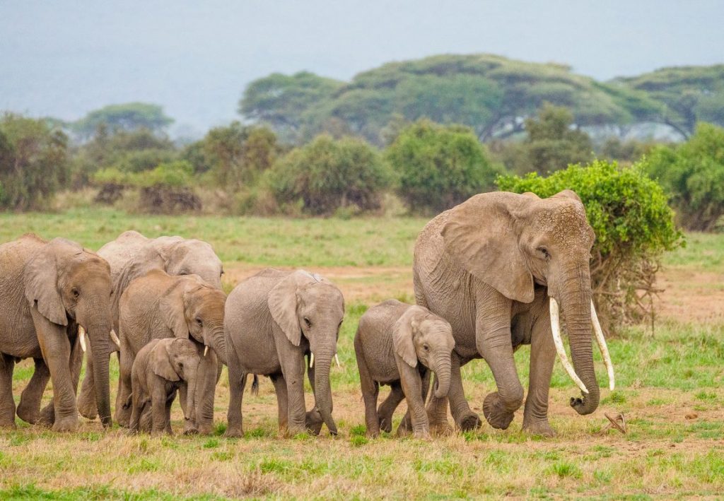 Elephant herd crossing the Amboseli plains below Mount Kilimanjaro