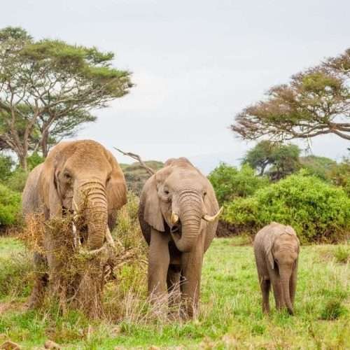 Amboseli National Park Kenya safaris 92