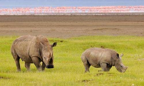 Lake Nakuru National Park 1