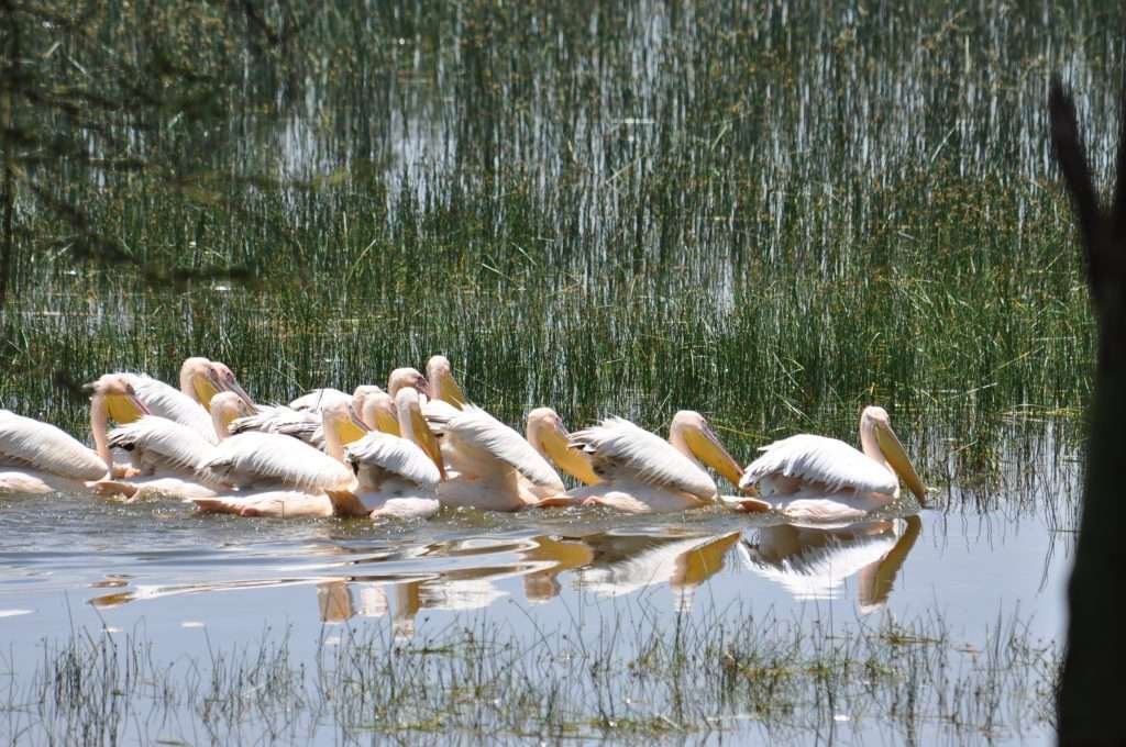 A squadron of pelican swimming over the surface of Lake Nakuru