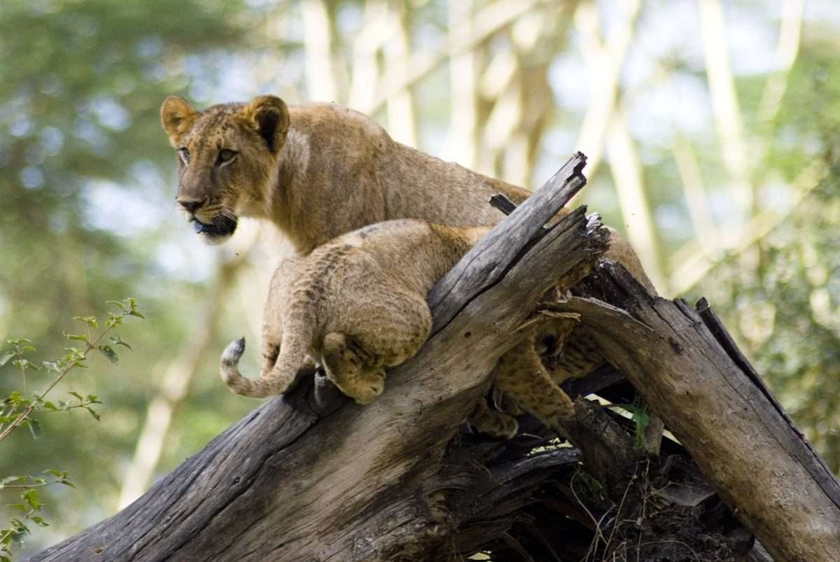 Lake Nakuru National Park 5 scaled