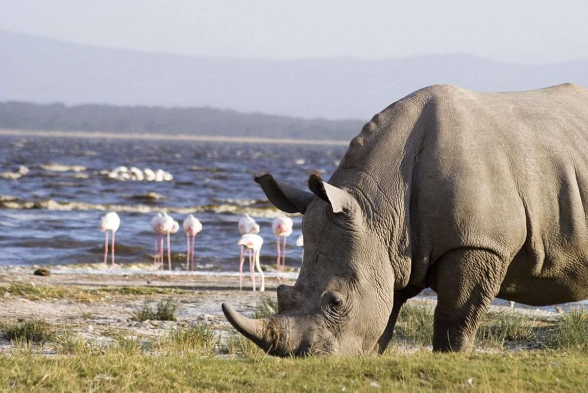 Lake Nakuru National Park 7 scaled