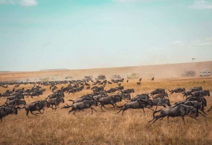 Masai Mara National Park Kenya safaris 3 scaled