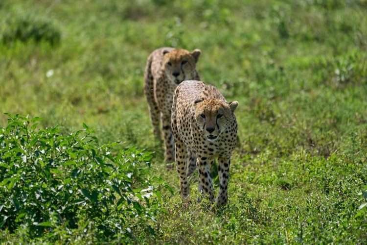 Ngorongoro Crater2 scaled