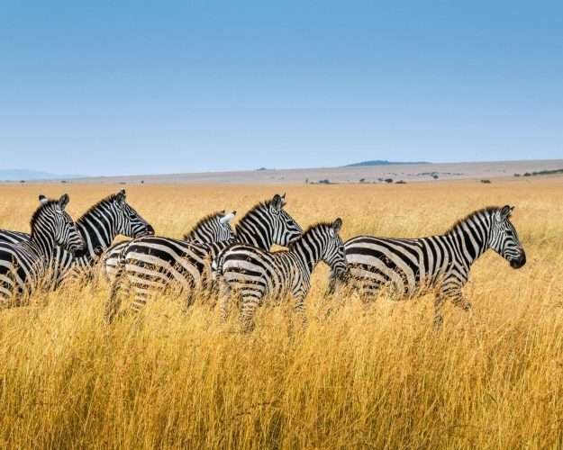 Ngorongoro Crater3 scaled