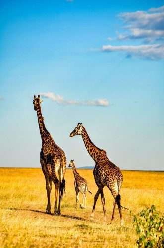 Serengeti National Park 1 scaled