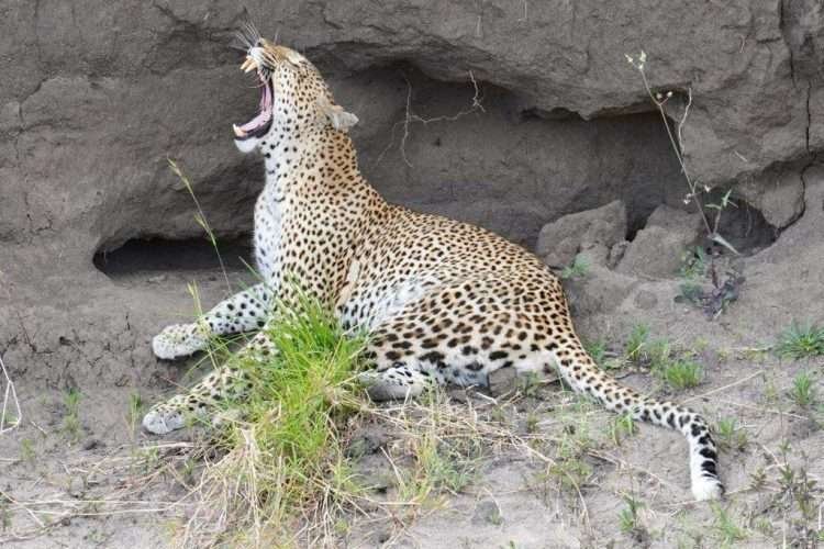 Serengeti National Park Aether safari collection 4