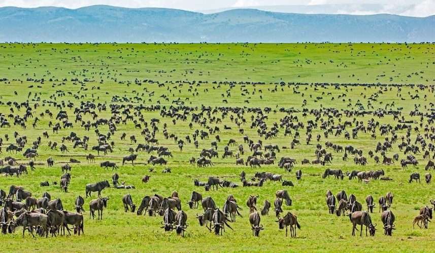 Serengeti National Park Aether safari collection2