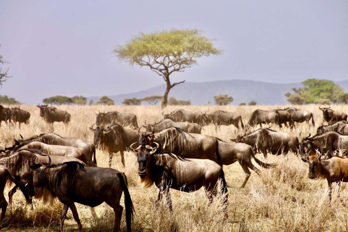 Serengeti National Park Wildebeest Migration Natural World Kenya Safaris scaled