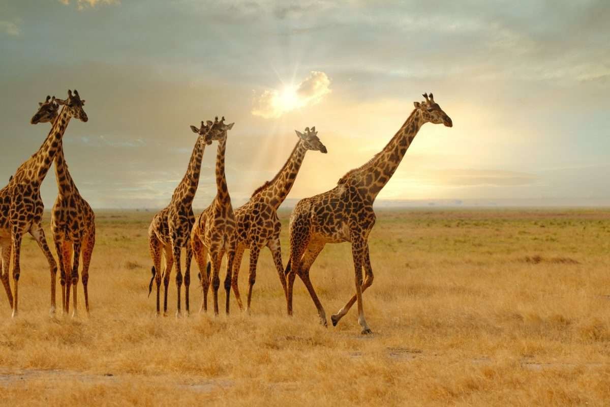 Serengeti National Park5 scaled