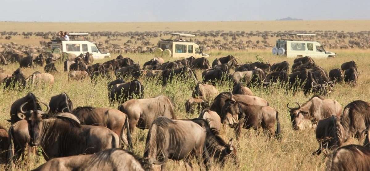 Tanzania Safari Serenegeti national Park e1664520880624