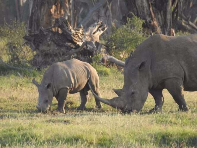 lake nakuru rhinos