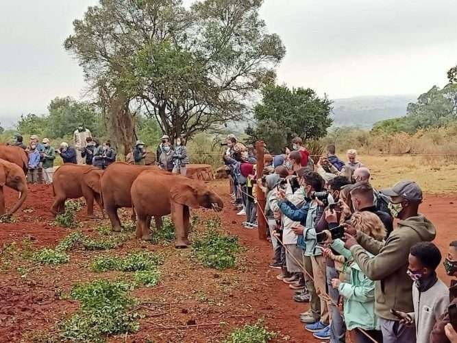Tourists watching and filming baby elephants the Sheldrick Wildlife Trust elephant orphanage