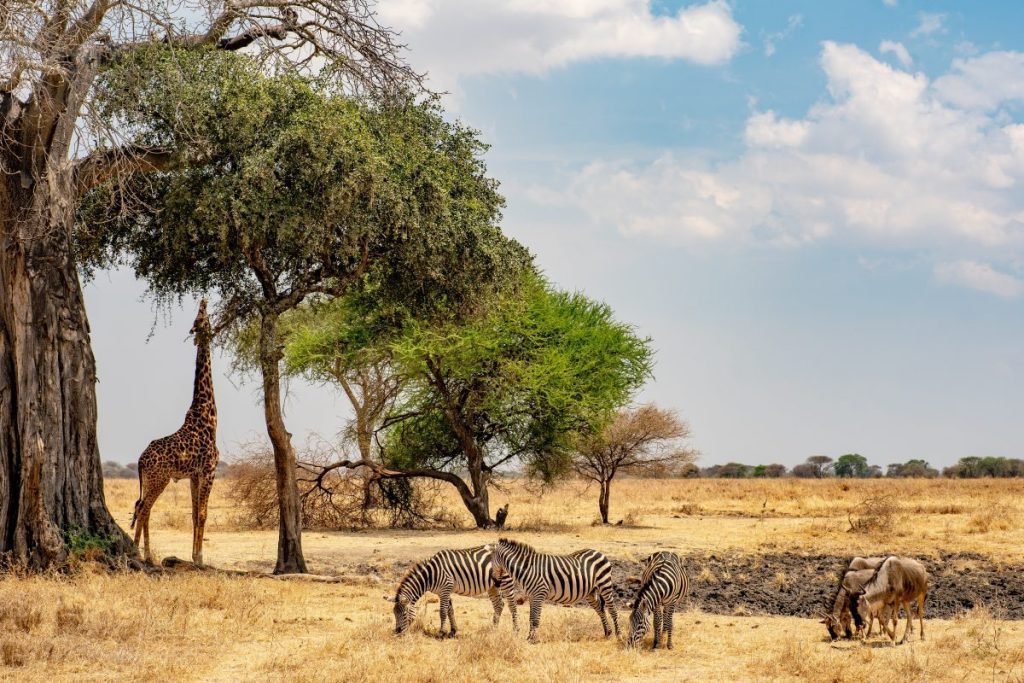 Giraffe wildebeests Ngorongoro Conservation Area Tanzania scaled