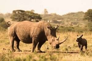Rhinos at Nairobi National Park Kenya