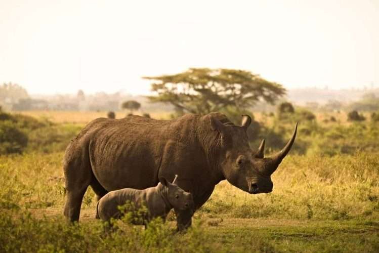 Rhinos at Nairobi National Park Kenya2