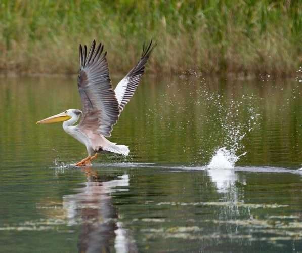 Lake Eyasi birdwatching tours