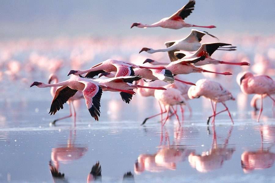 Lake Natron Flamingos