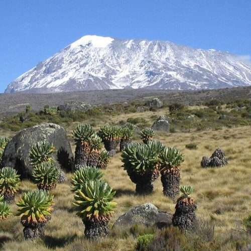 Mount Kilimanjaro climbing adventure tours forest Aether safari collection
