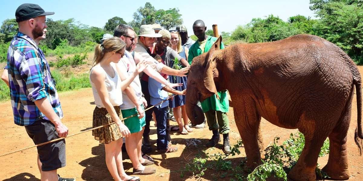 David sheldrick elephant orpahange Nairobi scaled