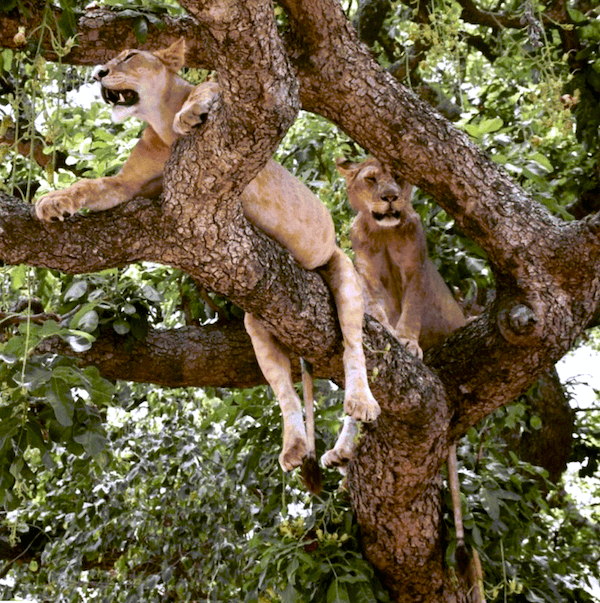 Lake Manyara AKS