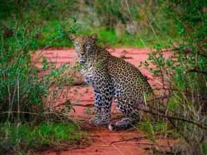 Leopard in Tsavo West National Park