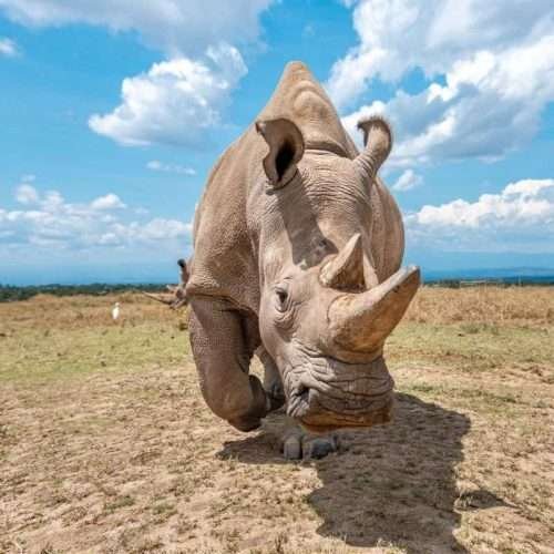 Ol Pejeta Conservancy Rhino