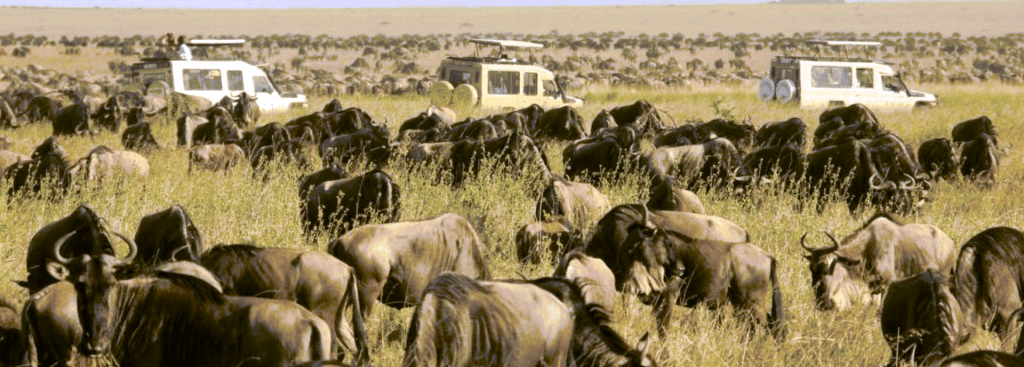 Serengeti From AKS