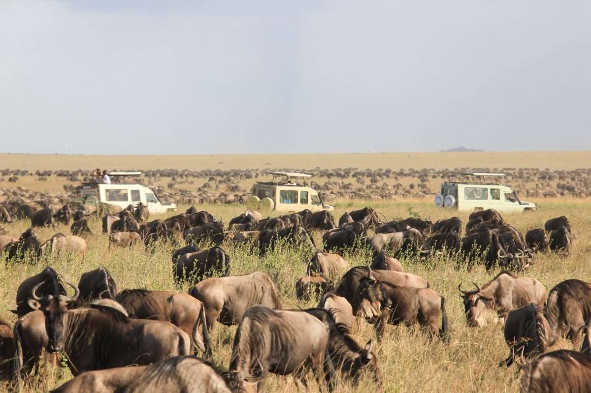 Wildebeest Migration Serengeti National Park Tanzania and Masai Mara National Reserve in Kenya Aether safari collection scaled