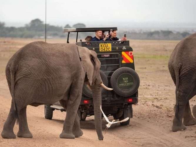 Elephants at Amboseli National Park Kenya Aether safari collection. Photo credits @renahartenberger on Instagram scaled