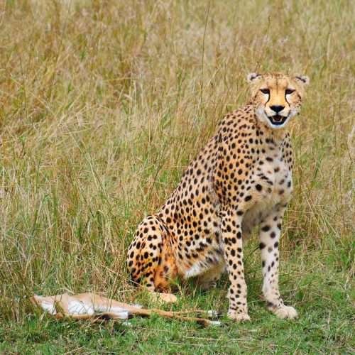 Leopard at Masai Mara National Reserve Kenya Aether safari collection2 scaled
