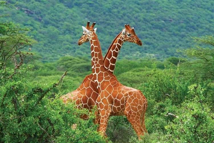 Samburu National Park Kenya giraffes