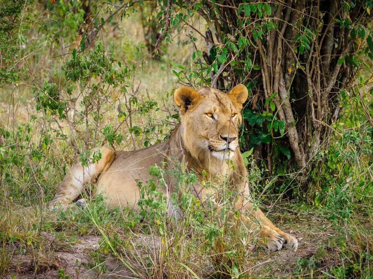 Lion at Masai Mara National Reserve Book your East African wildlife safari in Kenya and Tanzania with Aether safari collection scaled