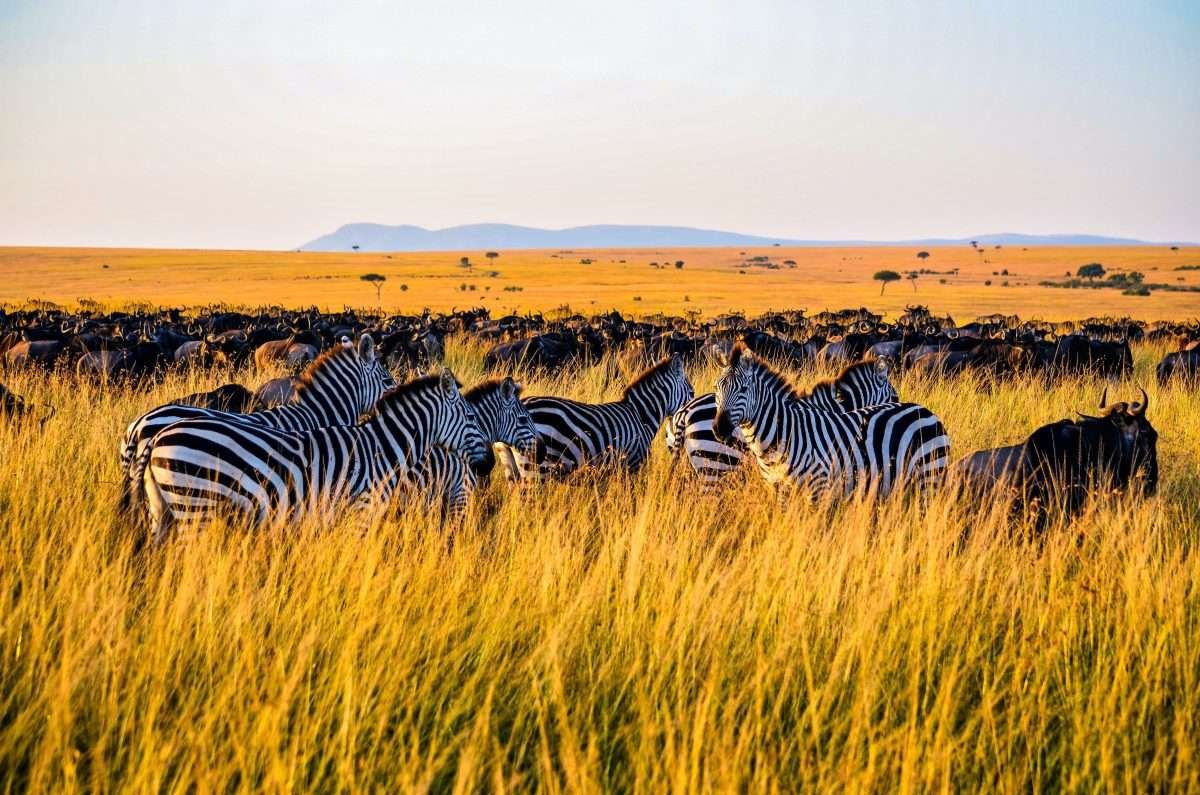 Serengeti savannah grasslands Wildebeests and Zebras Aether safari collection scaled