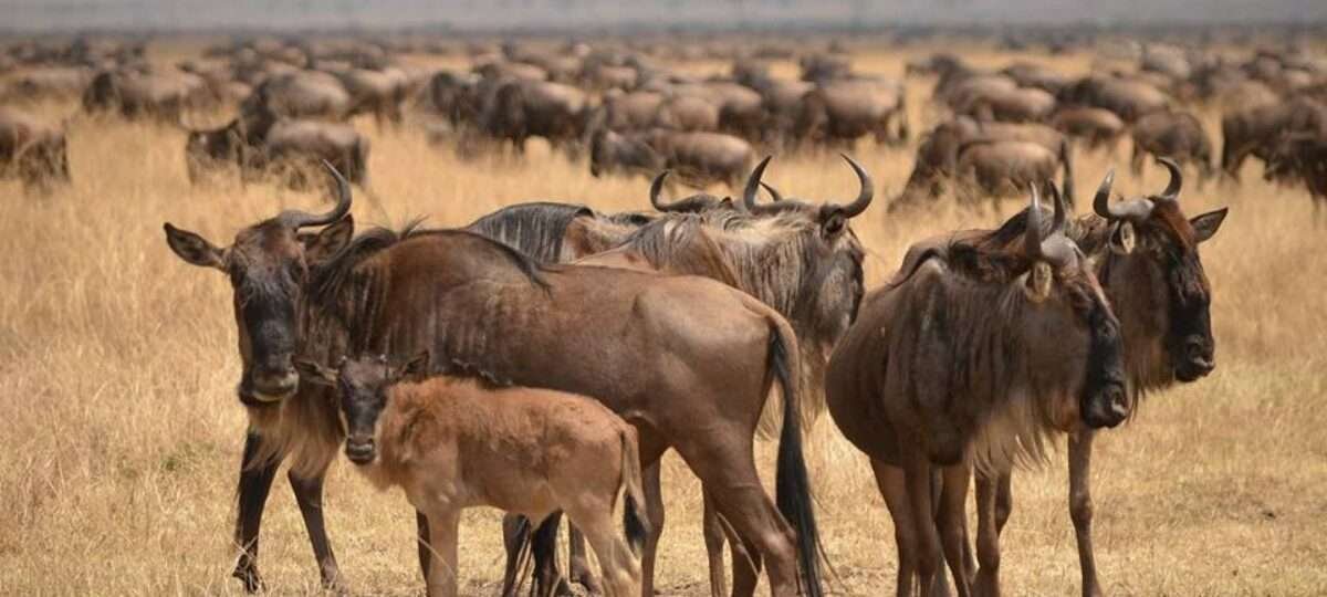 Wildebeest Calving safari Aether safari collection