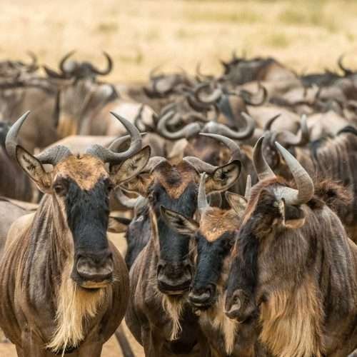Wildebeest Calving safari Aether safari collection2 scaled