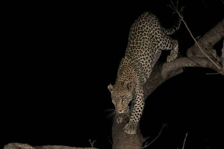 Night game drive at Masai Mara National Reserve Aether safari collection 2