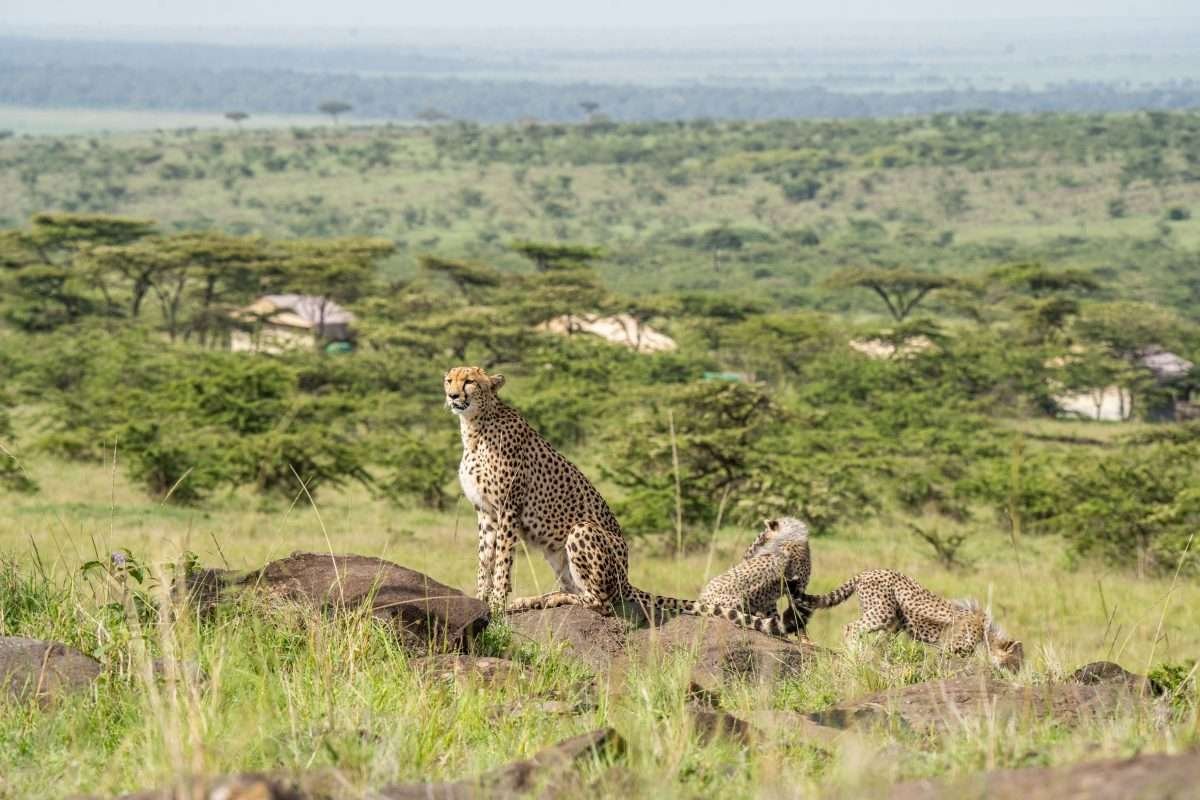 Sundowner Kandili Camp Masai Mara Aether safari collection 3 scaled