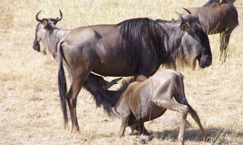 Wildebeest calving safari in Tanzania Aether safari collection