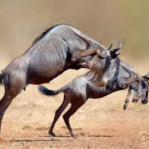 Wildebeest mating season safari safari in Tanzania Aether safari collection