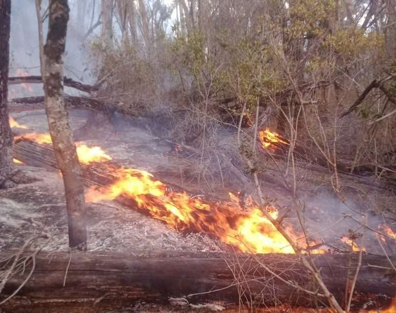 Forest fires in Kenya Aether safari collection