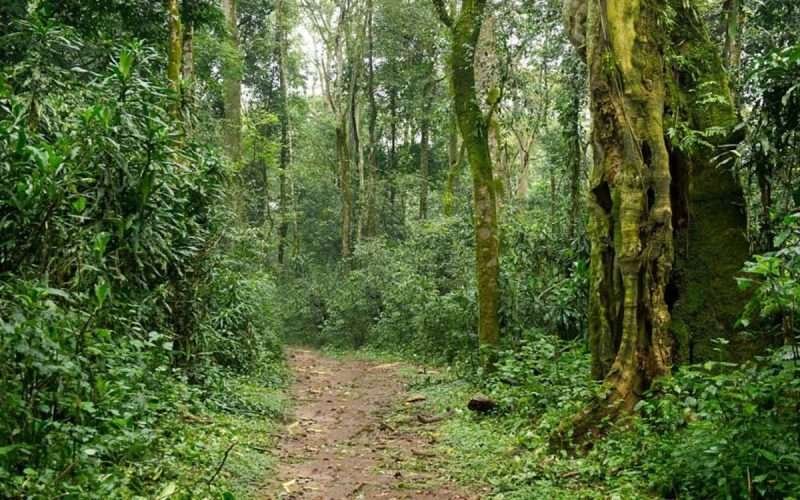Kakamega Forest NationalReserve Aether safari collection